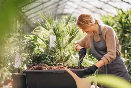 ਕਿਚਨ ਗਾਰਡਨਿੰਗ ਰਾਹੀਂ, ਅਸੀਂ ਘਰ ਵਿੱਚ ਤਾਜ਼ੀਆਂ ਸਬਜ਼ੀਆਂ ਅਤੇ ਜੜ੍ਹੀਆਂ ਬੂਟੀਆਂ ਪ੍ਰਾਪਤ ਕਰਦੇ ਹਾਂ। ਇਨ੍ਹਾਂ ਨੂੰ ਬਾਜ਼ਾਰ ਤੋਂ ਲਿਆਉਣ ਦੀ ਲੋੜ ਨਹੀਂ ਹੈ। ਇਹ ਸਬਜ਼ੀਆਂ ਅਤੇ ਜੜ੍ਹੀਆਂ ਬੂਟੀਆਂ ਬਿਨਾਂ ਕੀਟਨਾਸ਼ਕਾਂ ਤੋਂ ਹੁੰਦੀਆਂ ਜਿਸ ਕਰਕੇ ਇਹ ਸਾਡੀ ਸਿਹਤ ਲਈ ਬਹੁਤ ਫਾਇਦੇਮੰਦ ਹੁੰਦੀਆਂ ਹਨ।