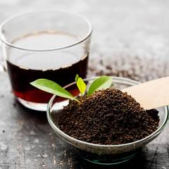 Tea Leaf: ਚਾਹ ਪੀਣ ਤੋਂ ਪਹਿਲਾਂ ਇੰਝ ਕਰੋ ਨਕਲੀ- ਅਸਲੀ ਚਾਹਪੱਤੀ ਦੀ ਪਛਾਣ