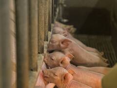 सूअर पालन से किसान बना सकते हैं तगड़ा मुनाफा, सरकार लोन भी देती है