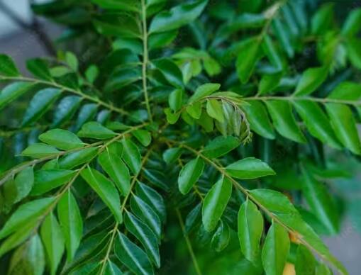 curry-leaves-are-very-useful-grow-them-easily-in-a-pot-at-home-like-this Curry leaves: ਬਹੁਤ ਕੰਮ ਦੀ ਚੀਜ ਕਰੀ ਪੱਤਾ, ਘਰ ‘ਚ ਇਸ ਤਰੀਕੇ ਨਾਲ ਲਾਓ