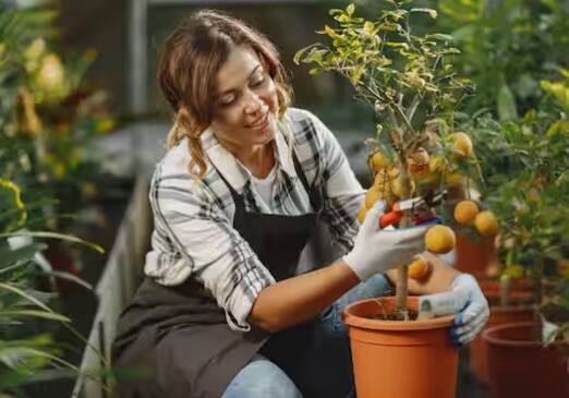 ਛੋਟੇ ਪੌਦੇ, ਪੋਟ ਗਾਰਡਨਿੰਗ, ਵਰਟੀਕਲ ਗਾਰਡਨਿੰਗ ਵਰਗੇ ਵਿਕਲਪ ਆਸਾਨੀ ਨਾਲ ਉਪਲਬਧ ਹਨ ਅਤੇ ਉਨ੍ਹਾਂ 'ਤੇ ਧਿਆਨ ਦੇਣ ਲਈ ਜ਼ਿਆਦਾ ਸਮਾਂ ਨਹੀਂ ਚਾਹੀਦਾ। ਆਓ ਜਾਣਦੇ ਹਾਂ ਕਿਚਨ ਗਾਰਡਨਿੰਗ ਦੇ ਫਾਇਦੇ।