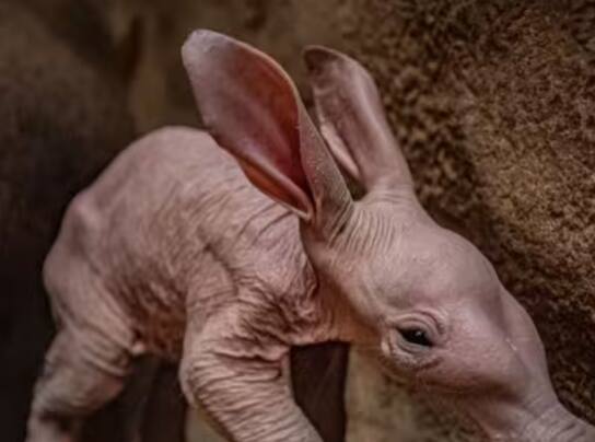 ਚੌਥੇ ਨੰਬਰ 'ਤੇ ਆਉਂਦਾ ਹੈ, ਆਰਡਵਰਕ। ਇਹ ਅਫਰੀਕਾ ਦੇ ਸਭ ਤੋਂ ਵੱਡੇ ਕੀੜੇ-ਮਕੌੜੇ ਖਾਣ ਵਾਲੇ ਜੀਵ ਹਨ। ਇਹ ਤਿੰਨ ਤੋਂ ਚਾਰ ਫੁੱਟ ਲੰਬੇ ਜੀਵ ਹਾਥੀਆਂ ਨਾਲ ਸਬੰਧਤ ਹਨ ਅਤੇ ਕੀੜੀਆਂ ਤੋਂ ਲੈ ਕੇ ਦੀਮਕ ਤੱਕ ਸਭ ਕੁਝ ਖਾਂਦੇ ਹਨ। ਉਨ੍ਹਾਂ ਦੇ ਲੰਬੇ ਕੰਨ ਸ਼ਿਕਾਰੀਆਂ ਤੋਂ ਬਚਣ ਵਿੱਚ ਮਦਦ ਕਰਦੇ ਹਨ।