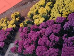 भगवान राम के लिए ऐसे सज रही अयोध्या, महाराष्ट्र से भेजे गए सैकड़ों खूबसूरत पौधे