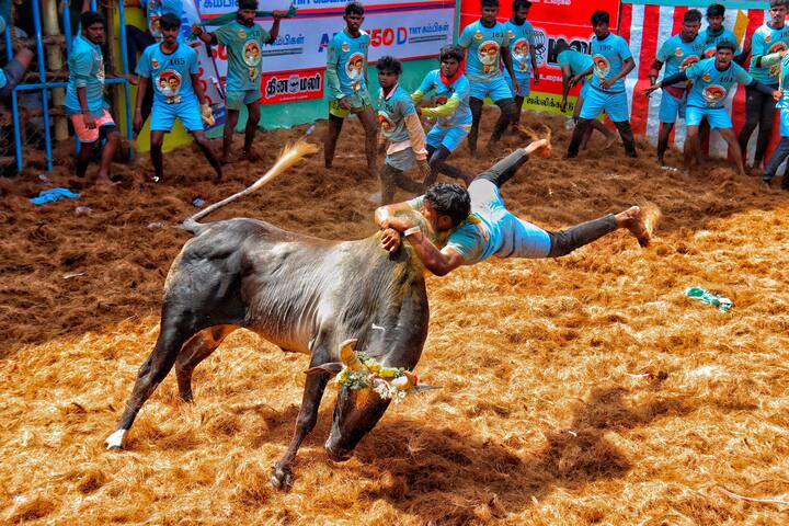 तमिलनाडु के मदुरै जिले अवनियापुरम में बुधवार (17 जनवरी) को 'पोंगल' उत्सव के हिस्से के रूप में जल्लीकट्टू कार्यक्रम आयोजित किया गया.