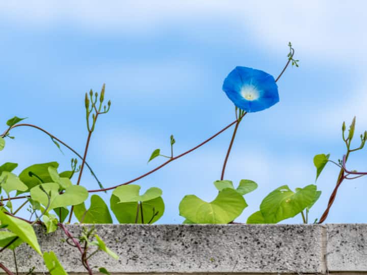 प्रकृति द्वारा बनाई गई चीजों में अगर आप नीला रंग खोजेंगे तो पाएंगे कि इनकी उपलब्धता बेहद कम है. लेकिन अब सवाल उठता है कि आखिर ऐसा क्यों होता है.