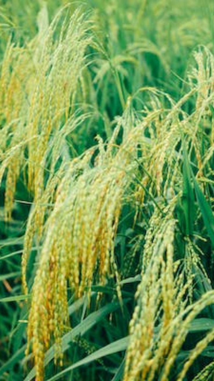 சீரக சம்பா அரிசியில் இவ்வளவு நல்ல விஷயம் இருக்கா?