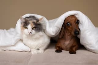 Pets : पाळीव प्राणी ठरतायतय तुमच्या आजाराचं कारण? नवीन संशोधनात धक्कादायक खुलासा