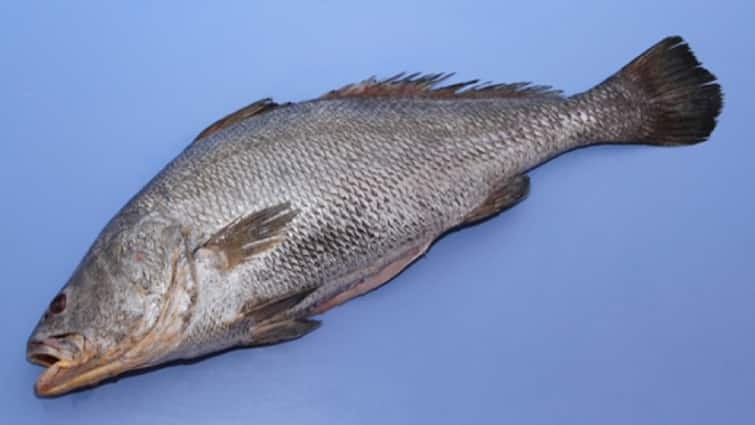 Ghol fish is the most expensive fish in India gujarat Fish Marathi news भारतातील सर्वात महाग मासा कोणाता? किंमत ऐकूण व्हाल थक्क