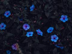 फूल पत्ति हो या कोई जानवर...सब में नीला रंग बेहद कम क्यों होता है