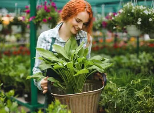 ਇਸ ਰੁਝੇਵਿਆਂ ਭਰੀ ਜ਼ਿੰਦਗੀ ਵਿਚ ਕਿਚਨ ਗਾਰਡਨਿੰਗ ਲਈ ਸਮਾਂ ਕੱਢਣਾ ਔਖਾ ਜਾਪਦਾ ਹੈ। ਪਰ ਸੱਚਾਈ ਇਹ ਹੈ ਕਿ ਘਰ ਵਿਚ ਸਬਜ਼ੀਆਂ ਅਤੇ ਹਰਬਲ ਪੌਦੇ ਉਗਾਉਣਾ ਕੋਈ ਮੁਸ਼ਕਿਲ ਨਹੀਂ ਹੈ।