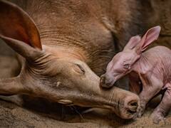 इन जीवों के कान इतने बड़े क्यों हैं, क्या है इसके पीछे की वजह