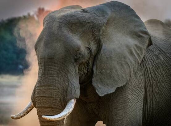 ਵੱਡੇ ਕੰਨਾਂ ਵਾਲੇ ਜੀਵਾਂ ਵਿੱਚ ਸਭ ਤੋਂ ਪਹਿਲਾਂ ਨਾਮ ਹਾਥੀ ਦਾ ਆਉਂਦਾ ਹੈ। ਹਾਥੀ ਦੇ ਕੰਨ ਦੋ ਮੀਟਰ ਤੋਂ ਤਿੰਨ ਮੀਟਰ ਲੰਬੇ ਹੁੰਦੇ ਹਨ। ਅਫਰੀਕੀ ਹਾਥੀਆਂ ਦੇ ਕੰਨ ਸਭ ਤੋਂ ਵੱਡੇ ਹੁੰਦੇ ਹਨ। ਮਾਹਿਰਾਂ ਦਾ ਕਹਿਣਾ ਹੈ ਕਿ ਇਹ ਕੰਨ ਨਾ ਸਿਰਫ ਹਾਥੀ ਨੂੰ ਸੁਣਨ 'ਚ ਮਦਦ ਕਰਦੇ ਹਨ, ਸਗੋਂ ਇਸ ਦੇ ਨਾਲ ਹੀ ਇਹ ਹਾਥੀ ਦੇ ਸਰੀਰ ਦੇ ਤਾਪਮਾਨ ਨੂੰ ਕੰਟਰੋਲ ਕਰਨ 'ਚ ਵੀ ਮਦਦ ਕਰਦੇ ਹਨ।