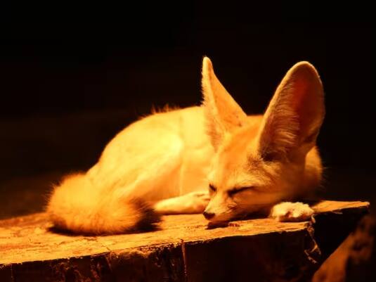 ਤੀਜੇ ਨੰਬਰ 'ਤੇ ਫੇਨੇਕ ਫਾਕਸ ਹੈ। ਇਹ ਜਾਨਵਰ ਦੇਖਣ ਵਿਚ ਬਹੁਤ ਛੋਟਾ ਹੁੰਦਾ ਹੈ, ਪਰ ਇਸ ਦੇ ਸਰੀਰ ਦੇ ਹਿਸਾਬ ਨਾਲ ਇਸ ਦੇ ਕੰਨ ਵੱਡੇ ਹਨ। ਇਹ ਜੀਵ ਉੱਤਰੀ ਅਫਰੀਕਾ ਦੇ ਸਹਾਰਾ ਰੇਗਿਸਤਾਨ ਵਿੱਚ ਪਾਇਆ ਜਾਂਦਾ ਹੈ। ਇਸ ਦੇ ਵੱਡੇ ਕੰਨ ਸ਼ਿਕਾਰ ਲੱਭਣ ਵਿੱਚ ਮਦਦ ਕਰਦੇ ਹਨ।