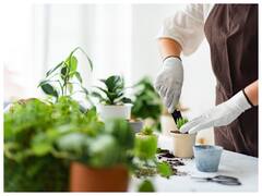 क्या हैं किचन गार्डनिंग के फायदे, जानें टाइम नहीं है फिर भी इसे कैसे कर सकते हैं आप