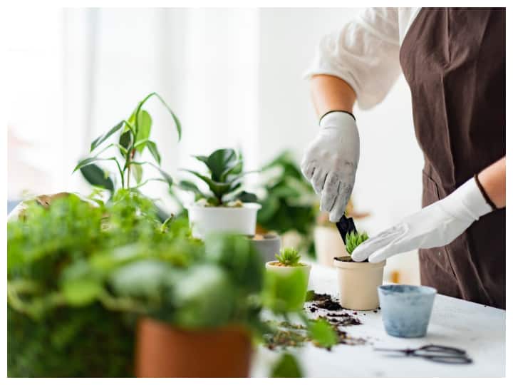 आजकल बाजार में ऐसे कई सारे ऑप्शन मौजूद हैं जिनकी मदद से आप बिना ज्यादा समय लगाए किचन गार्डन बना सकते हैं.