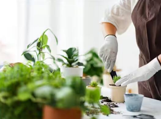 ਅੱਜ-ਕੱਲ੍ਹ ਬਾਜ਼ਾਰ 'ਚ ਅਜਿਹੇ ਕਈ ਵਿਕਲਪ ਉਪਲਬਧ ਹਨ ਜਿਨ੍ਹਾਂ ਦੀ ਮਦਦ ਨਾਲ ਤੁਸੀਂ ਜ਼ਿਆਦਾ ਸਮਾਂ ਖਰਚ ਕੀਤਿਆਂ ਕਿਚਨ ਗਾਰਡਨ ਬਣਾ ਸਕਦੇ ਹੋ।