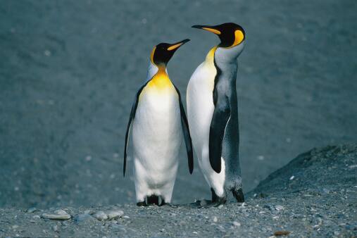9. Male penguin gives pebble to Female Penguin as a token of their love. (Image Source: Getty)