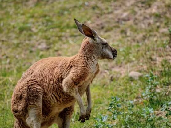ਦੂਜੇ ਸਥਾਨ 'ਤੇ ਆਸਟ੍ਰੇਲੀਆ 'ਚ ਰਹਿਣ ਵਾਲੇ ਲਾਲ ਕੰਗਾਰੂ ਹਨ। ਲਾਲ ਕੰਗਾਰੂ ਦੁਨੀਆ ਦੇ ਸਭ ਤੋਂ ਵੱਡੇ ਕੰਗਾਰੂਆਂ ਵਿੱਚੋਂ ਇੱਕ ਹਨ। ਇਨ੍ਹਾਂ ਦਾ ਕੱਦ ਪੰਜ ਤੋਂ ਛੇ ਫੁੱਟ ਹੁੰਦਾ ਹੈ। ਉਨ੍ਹਾਂ ਦੇ ਵੱਡੇ ਕੰਨ ਉਹਨਾਂ ਨੂੰ ਨੇੜਲੇ ਸ਼ਿਕਾਰੀਆਂ ਅਤੇ ਖ਼ਤਰਿਆਂ ਤੋਂ ਬਚਣ ਵਿੱਚ ਮਦਦ ਕਰਦੇ ਹਨ।