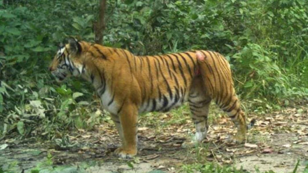 Uttarakhand News: अभिनेता रणदीप हुड्डा ने बाघिन को बचाने की मांग, वन विभाग ने शुरू किया रेस्क्यू ऑपरेशन Uttarakhand News Actor Randeep Hooda demanded to save the tigress ann Uttarakhand News: अभिनेता रणदीप हुड्डा ने बाघिन को बचाने की मांग, वन विभाग ने शुरू किया रेस्क्यू ऑपरेशन