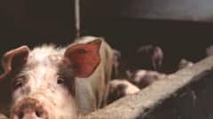 Agriculture: ਸੂਰ ਪਾਲਨ ਨਾਲ ਹੋ ਸਕਦਾ ਤਗੜਾ ਮੁਨਾਫਾ, ਲੋਨ ਵੀ ਦਿੰਦੀ ਹੈ ਸਰਕਾਰ