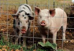 Agriculture: ਸੂਰ ਪਾਲਨ ਨਾਲ ਹੋ ਸਕਦਾ ਤਗੜਾ ਮੁਨਾਫਾ, ਲੋਨ ਵੀ ਦਿੰਦੀ ਹੈ ਸਰਕਾਰ