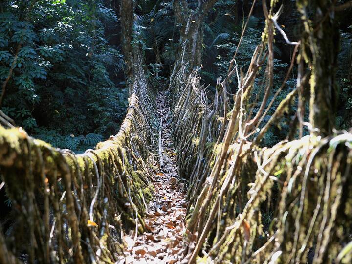Living root bridge: This unique two-storey bridge was built by Meghalaya's tribal people by giving shape to the branches and stems of trees. It is a wonder of biotech and is a popular hiking destination. Apart from this, there are many other living root bridges, built from rubber tree aerial roots, with each giving an example of old Khasi art. (Image Source: Getty)