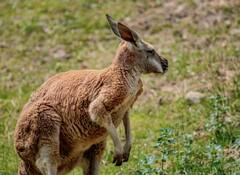 ਇਨ੍ਹਾਂ ਜੀਵਾਂ ਦੇ ਇੰਨੇ ਵੱਡੇ ਕਿਉਂ ਹਨ ਕੰਨ ? ਜਾਣੋ ਇਸ ਪਿੱਛੇ ਦਾ ਕਾਰਨ ?