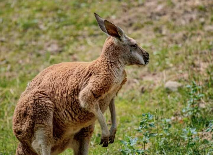 ਦੂਜੇ ਸਥਾਨ 'ਤੇ ਆਸਟ੍ਰੇਲੀਆ 'ਚ ਰਹਿਣ ਵਾਲੇ ਲਾਲ ਕੰਗਾਰੂ ਹਨ। ਲਾਲ ਕੰਗਾਰੂ ਦੁਨੀਆ ਦੇ ਸਭ ਤੋਂ ਵੱਡੇ ਕੰਗਾਰੂਆਂ ਵਿੱਚੋਂ ਇੱਕ ਹਨ। ਇਨ੍ਹਾਂ ਦਾ ਕੱਦ ਪੰਜ ਤੋਂ ਛੇ ਫੁੱਟ ਹੁੰਦਾ ਹੈ। ਉਹਨਾਂ ਦੇ ਵੱਡੇ ਕੰਨ ਉਹਨਾਂ ਨੂੰ ਨੇੜਲੇ ਸ਼ਿਕਾਰੀਆਂ ਅਤੇ ਖ਼ਤਰਿਆਂ ਤੋਂ ਬਚਣ ਵਿੱਚ ਮਦਦ ਕਰਦੇ ਹਨ।