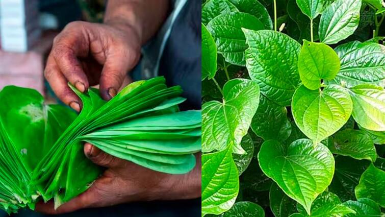 Government is giving subsidy on betel cultivation know the full details पान की खेती पर सरकार दे रही है मोटी सब्सिडी, ऐसे बन सकता है जबरदस्त बिजनेस प्लान