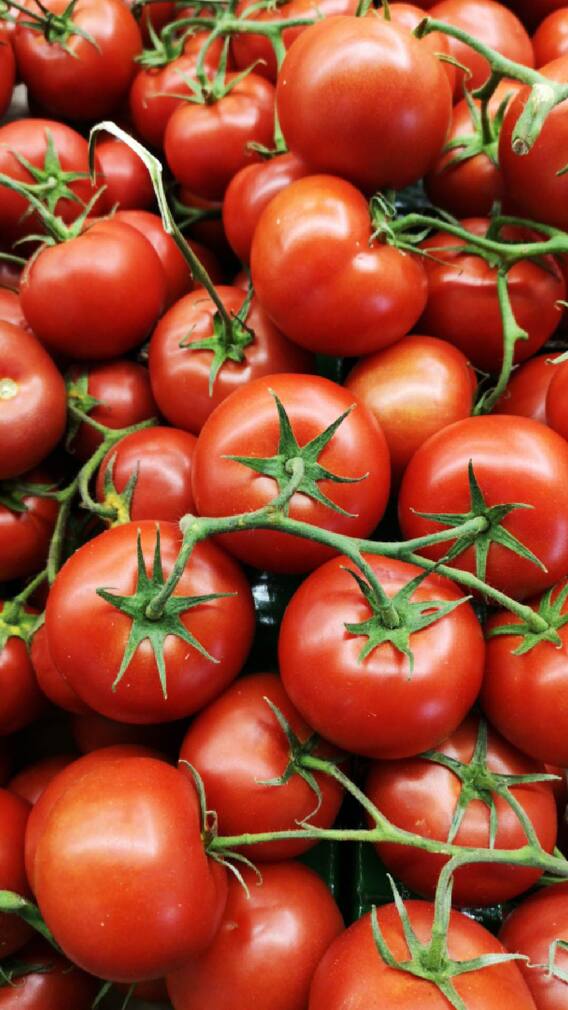 या 10 ठिकाणी घेतले जाते मोठ्याप्रमाणात टोमॅटोचं पीक!