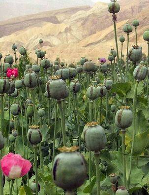 ਨਸ਼ਾ ਨਹੀਂ ਦਵਾਈ ਦਾ ਕੰਮ ਕਰਦੀ ਅਫੀਮ, ਜਾਣੋ ਲਾਭ