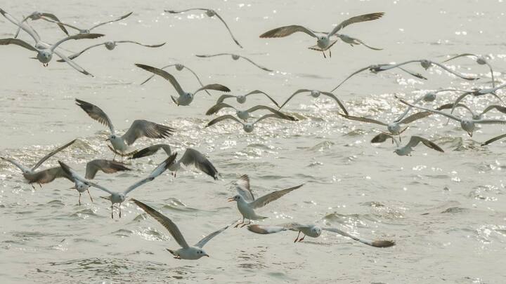দক্ষিণবঙ্গের বাকি জেলায় আংশিক মেঘলা আকাশ থাকলেও বৃষ্টির সম্ভাবনা কম।