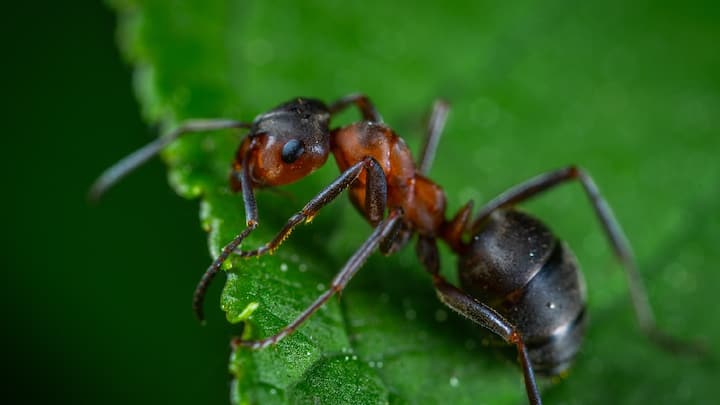 HOW LONG CAN ANTS : कशा जगतात मुंग्या आणि त्यांचे आयुष्य किती असते? जाणून घ्या सविस्तर