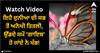 Viral Video: ਇਹੈ ਦੁਨੀਆ ਦੀ ਸਭ ਤੋਂ ਅਨੋਖੀ ਤਿਤਲੀ, ਉੱਡਦੇ ਸਮੇਂ 'ਗਾਇਬ' ਹੋ ਜਾਂਦੇ ਨੇ ਖੰਭ!