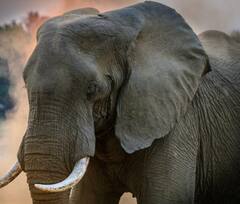 ਇਨ੍ਹਾਂ ਜੀਵਾਂ ਦੇ ਇੰਨੇ ਵੱਡੇ ਕਿਉਂ ਹਨ ਕੰਨ ? ਜਾਣੋ ਇਸ ਪਿੱਛੇ ਦਾ ਕਾਰਨ ?