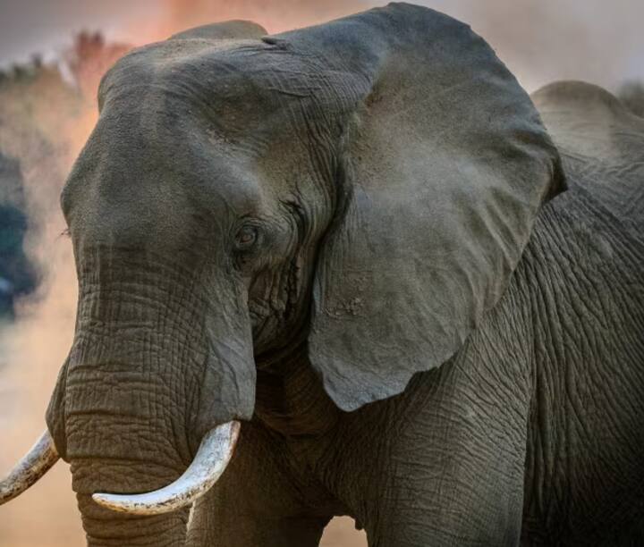 ਵੱਡੇ ਕੰਨਾਂ ਵਾਲੇ ਜੀਵਾਂ ਵਿੱਚ ਹਾਥੀ ਦਾ ਨਾਮ ਸਭ ਤੋਂ ਪਹਿਲਾਂ ਹੈ। ਹਾਥੀ ਦੇ ਕੰਨ ਦੋ ਮੀਟਰ ਤੋਂ ਤਿੰਨ ਮੀਟਰ ਲੰਬੇ ਹੁੰਦੇ ਹਨ। ਅਫਰੀਕੀ ਹਾਥੀਆਂ ਦੇ ਕੰਨ ਸਭ ਤੋਂ ਵੱਡੇ ਹੁੰਦੇ ਹਨ। ਮਾਹਿਰਾਂ ਦਾ ਕਹਿਣਾ ਹੈ ਕਿ ਇਹ ਕੰਨ ਨਾ ਸਿਰਫ ਹਾਥੀ ਨੂੰ ਸੁਣਨ 'ਚ ਮਦਦ ਕਰਦੇ ਹਨ, ਸਗੋਂ ਇਸ ਦੇ ਨਾਲ ਹੀ ਇਹ ਹਾਥੀ ਦੇ ਸਰੀਰ ਦੇ ਤਾਪਮਾਨ ਨੂੰ ਕੰਟਰੋਲ ਕਰਨ 'ਚ ਵੀ ਮਦਦ ਕਰਦੇ ਹਨ।