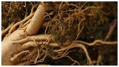 पुरुषों के लिए क्यों खास है जिनसेंग, जानें यहां