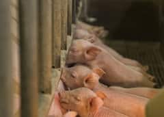 Agriculture: ਸੂਰ ਪਾਲਨ ਨਾਲ ਹੋ ਸਕਦਾ ਤਗੜਾ ਮੁਨਾਫਾ, ਲੋਨ ਵੀ ਦਿੰਦੀ ਹੈ ਸਰਕਾਰ