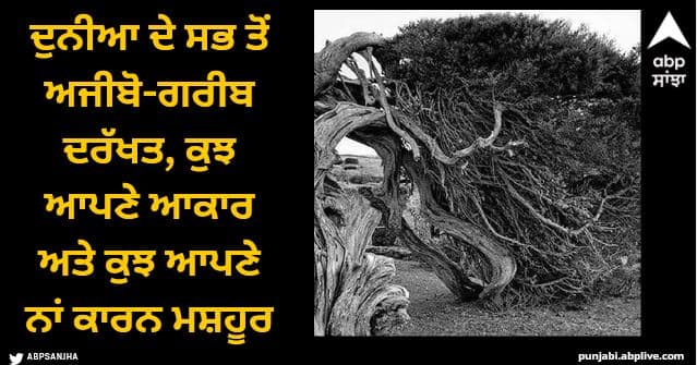 weird trees of the world one is spread it 2 acres Viral News: ਦੁਨੀਆ ਦੇ ਸਭ ਤੋਂ ਅਜੀਬੋ-ਗਰੀਬ ਦਰੱਖਤ, ਕੁਝ ਆਪਣੇ ਆਕਾਰ ਅਤੇ ਕੁਝ ਆਪਣੇ ਨਾਂ ਕਾਰਨ ਮਸ਼ਹੂਰ