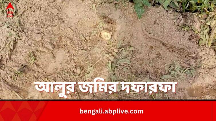 Herd Of Elephants Destroy Potato Fields In Bankura Bankura News:রাতের অন্ধকারে 'তাণ্ডব', বাঁকুড়ায় আলুর জমির দফারফা হাতির দলের