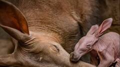 ਇਨ੍ਹਾਂ ਜੀਵਾਂ ਦੇ ਇੰਨੇ ਵੱਡੇ ਕਿਉਂ ਹਨ ਕੰਨ ? ਜਾਣੋ ਇਸ ਪਿੱਛੇ ਦਾ ਕਾਰਨ ?