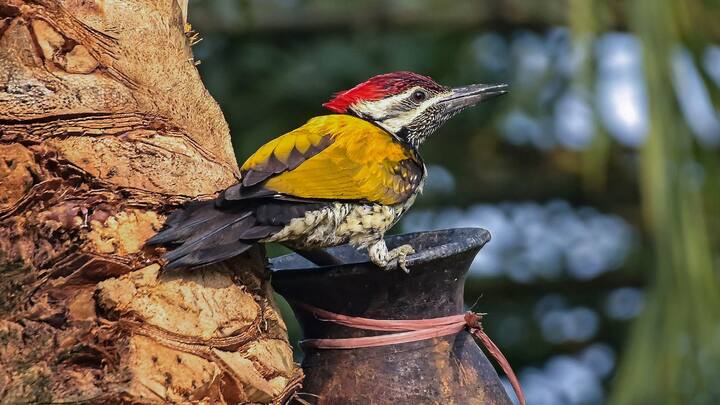 ২৪ ও ২৫ জানুয়ারি বৃষ্টি একটু বাড়তে পারে। পূর্ব-পশ্চিম মেদিনীপুরের সঙ্গে সঙ্গে দক্ষিণ ২৪ পরগনাতেও হালকা বৃষ্টির সম্ভাবনা।
