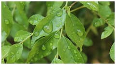 इन आसान टिप्स से गमले में उगाएं कड़ी पत्ता, मिट्टी तैयार करें ऐसे