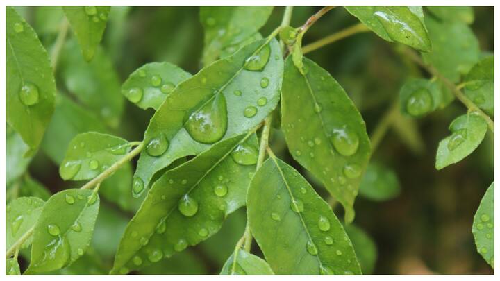 यह कोलेस्ट्रॉल और ब्लड शुगर को कंट्रोल करने में भी मददगार है. इसमें कई पोषक तत्व जैसे कॉपर, आयरन, कैल्शियम, फास्फोरस, फाइबर आदि पाए जाते हैं जो हमारे शरीर के लिए फायदेमंद होते हैं. आइए जानते हैं घर पर गमले में कड़ी पत्ता कैसे उगा सकते हैं.
