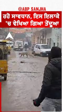 Hisar Leopard| ਰਹੋ ਸਾਵਧਾਨ, ਇਸ ਇਲਾਕੇ 'ਚ ਵੇਖਿਆ ਗਿਆ ਤੇਂਦੂਆ