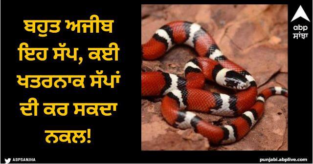 This snake is very strange it can imitate many dangerous snakes Viral News: ਬਹੁਤ ਅਜੀਬ ਇਹ ਸੱਪ, ਕਈ ਖਤਰਨਾਕ ਸੱਪਾਂ ਦੀ ਕਰ ਸਕਦਾ ਨਕਲ!