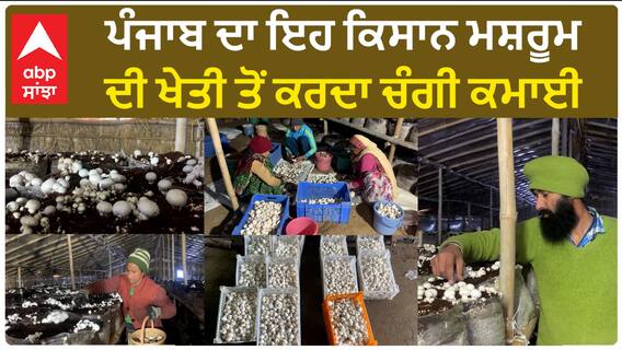 Mushroom Cultivation| ਪੰਜਾਬ ਦਾ ਇਹ ਕਿਸਾਨ ਮਸ਼ਰੂਮ ਦੀ ਖੇਤੀ ਤੋਂ ਕਰਦਾ ਚੰਗੀ ਕਮਾਈ