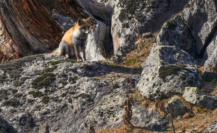 বিজ্ঞানীরা জানাচ্ছেন, মূলত তিনটি কারণে এই অবস্থা তৈরি হয়েছে। প্রথমত, সক্রিয় পশ্চিমী ঝঞ্ঝা (western disturbances) না থাকা, দ্বিতীয়ত এল নিনো (El-Nino) পরিস্থিতি থাকা, শক্তিশালী জেট স্ট্রিমের (jet streams)উপস্থিতি।