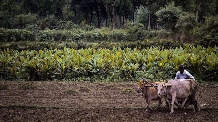 Budget 2024 will take agriculture debt till 22-25 lakh crore rupees in this budget Agriculture Budget 2024: बजट में कृषि-कर्ज लक्ष्य को बढ़ाकर 22-25 लाख करोड़ रुपये किये जाने की संभावना