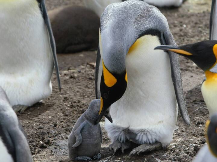 Penguin: பென்குயின்கள் பற்றிய சுவாரஸ்ய தகவல்களை காணலாம்.